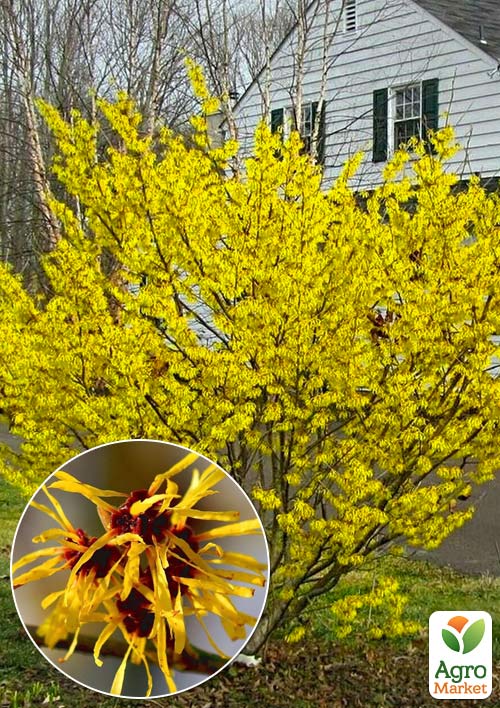 Гамамелис Виргинский (волшебный орех)