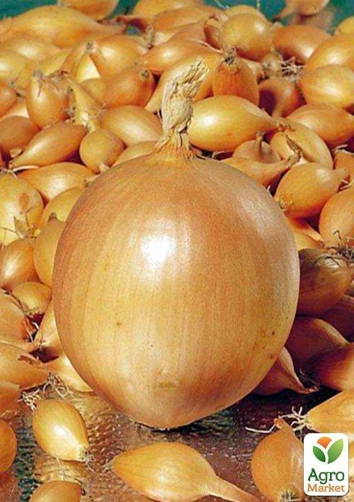 Голландська цибуля-сівок 0.5кг (арбажейка) ранній, жовтий "Шекспір"