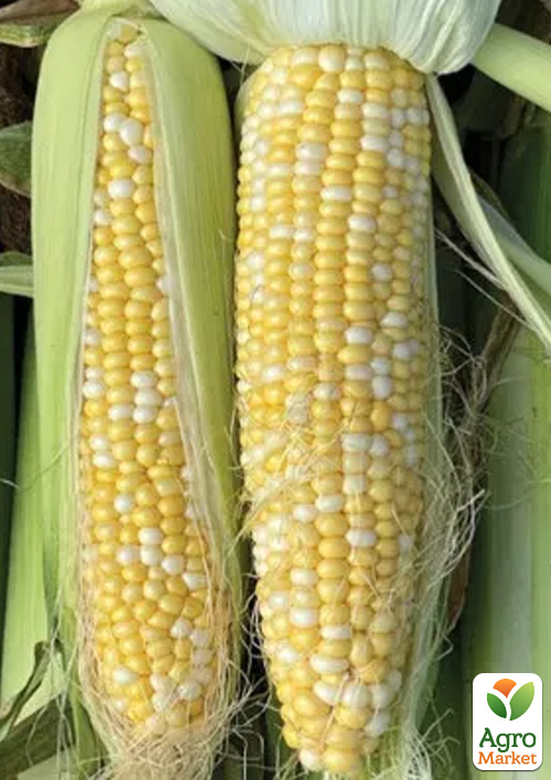 Кукуруза "БСС 1075 F1" ТМ "Syngenta" 5000шт - фото 2
