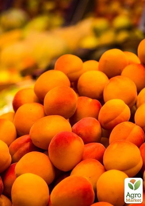 Абрикос "Мелитопольский поздний" - фото 3