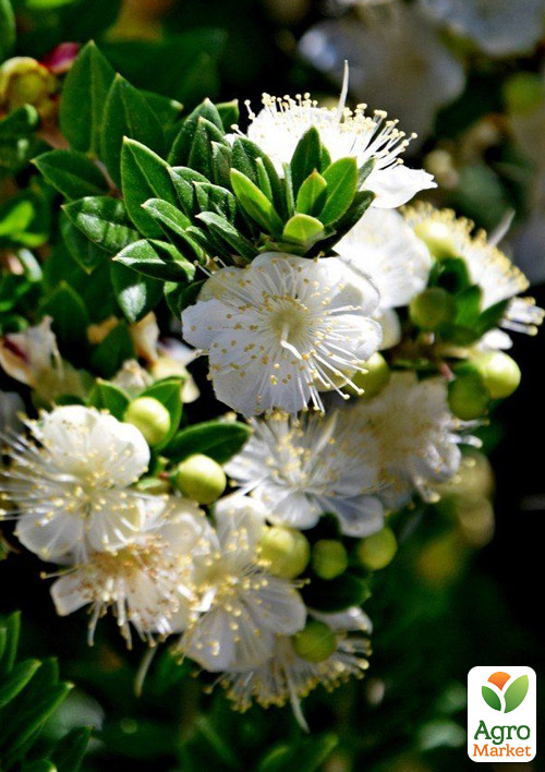 Мирт 2-х летний "Hymen" - фото 6