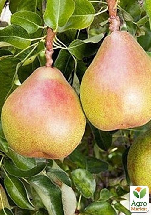 Груша "Киргиз" (зимовий сорт, пізній термін дозрівання)