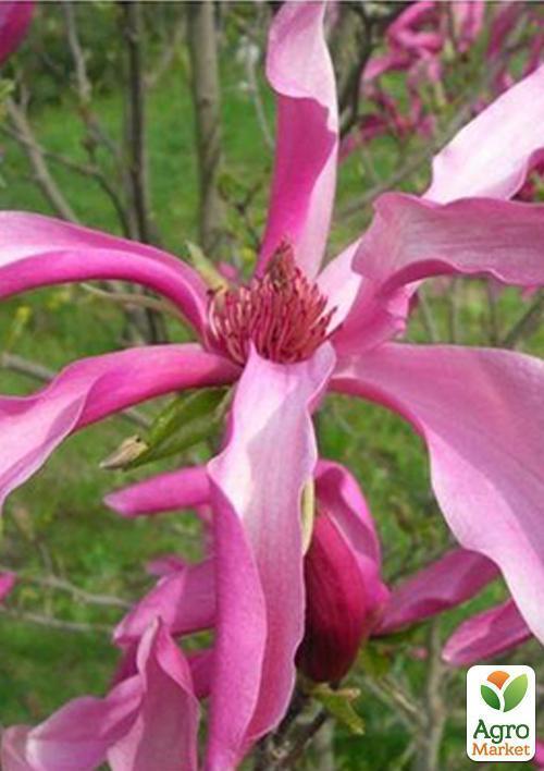 Магнолія гібридна "Susan" - фото 5