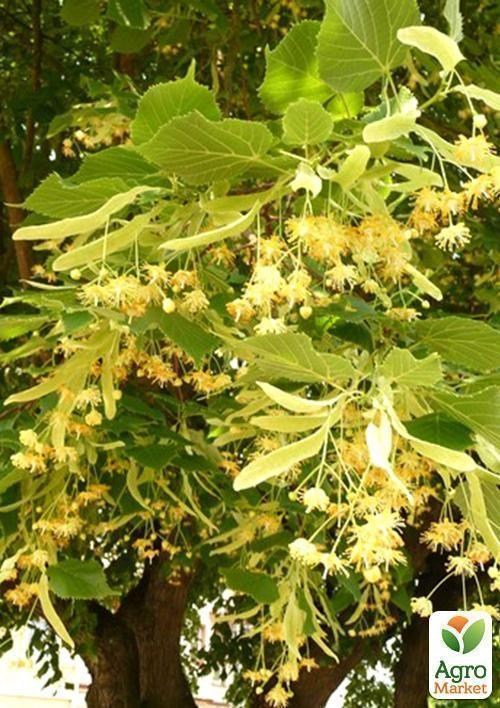 Липа світло-зелена "Королівська" (дуже ароматний сорт) висота 50-100см - фото 2