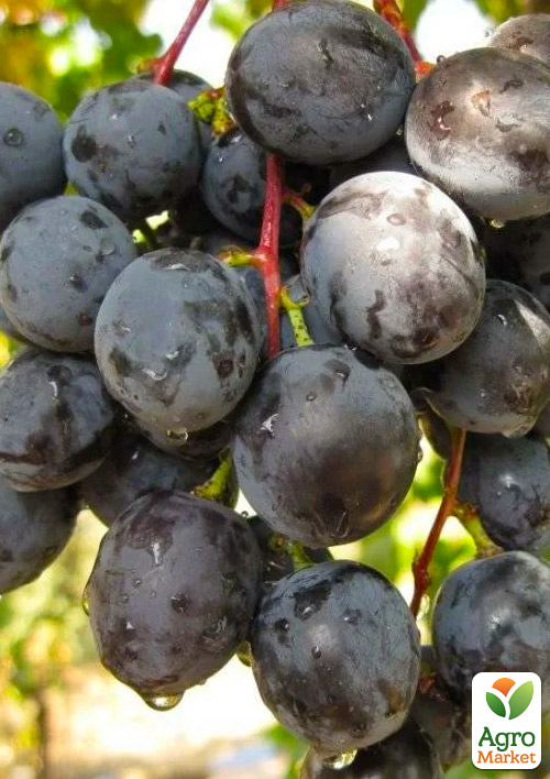 Виноград "Фурор" (легкий великоягідний мускат раннього терміну дозрівання)