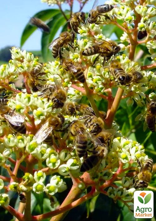 Эводия "Даниэля" Медовое дерево (Tetradium Danielle ) высота10-20см