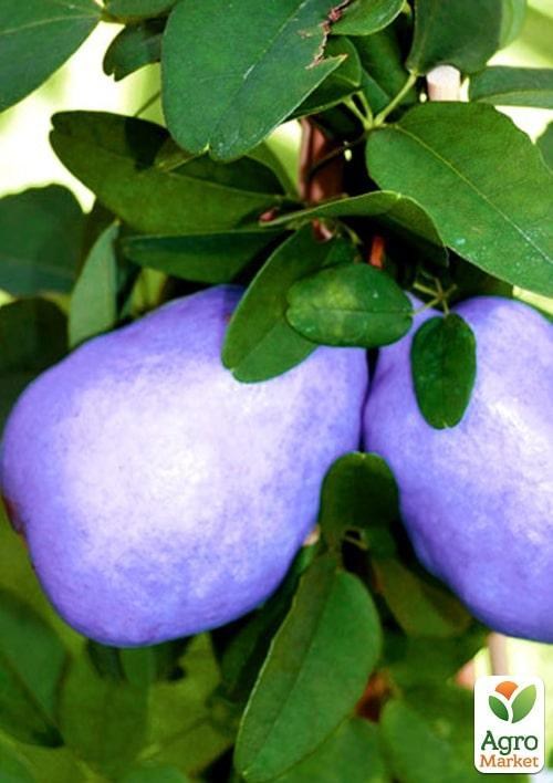 Акебия (шоколадная лиана) 1 саженец в упаковке - фото 2