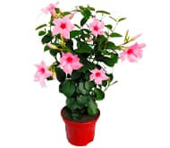 Дипладения