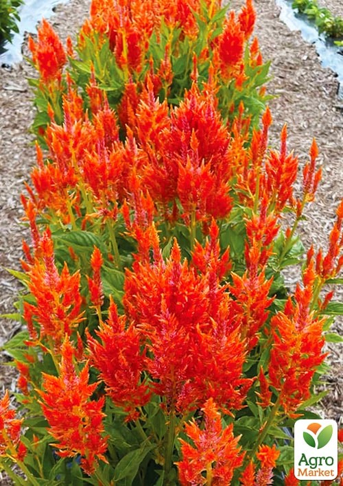 Целозия серебристая Sunday "Orange" - фото 4