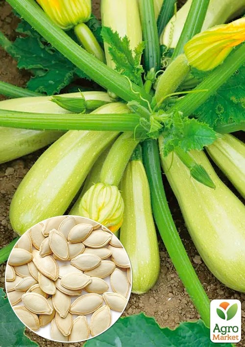 Кабачок "Аскольд" (Зипер) ТМ "Весна" 5г