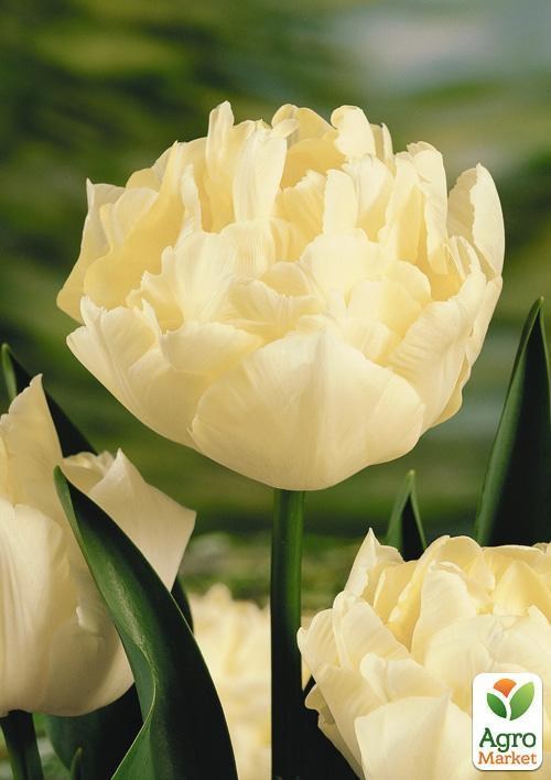 Тюльпан "Piste" 2шт в упаковке