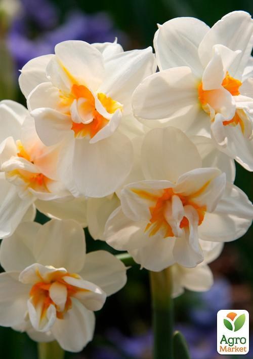 Нарцисс "Sir Winston Churchill" 3шт в упаковке