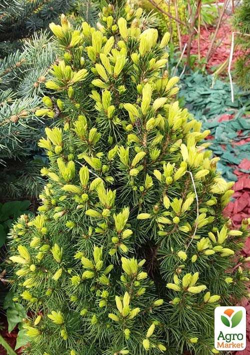 Ялина канадська сиза "Rainbows End"