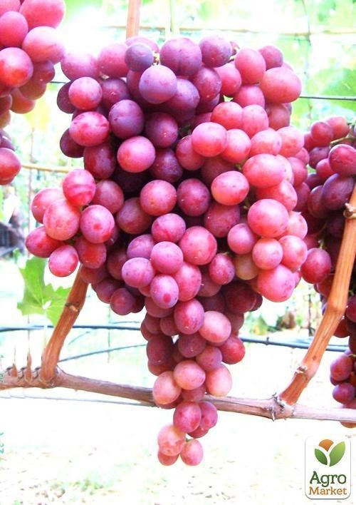 Виноград "Дюжина" - фото 2