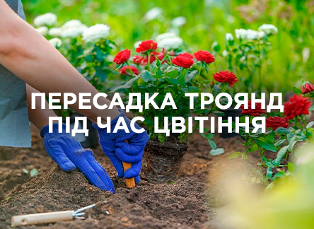 Можно ли пересаживать розы во время цветения: плюсы и минусы