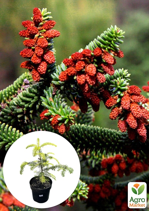 Пихта Испанская 3-х летняя "Abies pinsapo" (высота 25-35см)