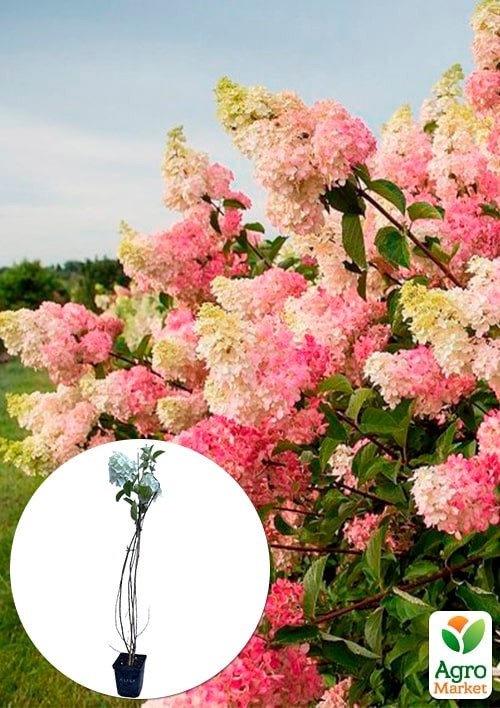Гортензия 3-х летка метельчатая "Melba"