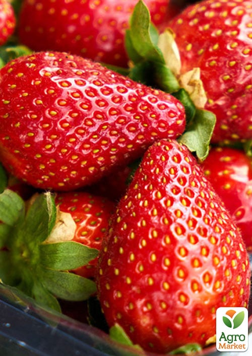 Клубника "Мальга" (Malga) (ранний,  ремонтантный, крупноплодный сорт)