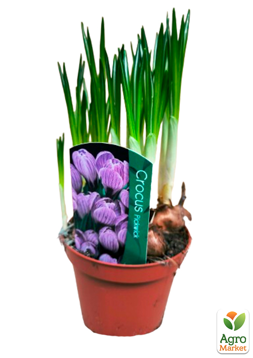 Крокус крупноцветковый "Pickwick" укорененный - фото 4
