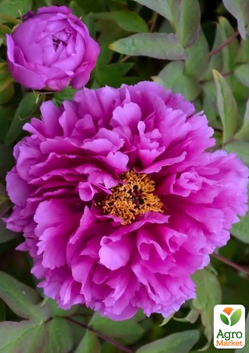 Пион древовидный "Ceng Zhong Xiao" 