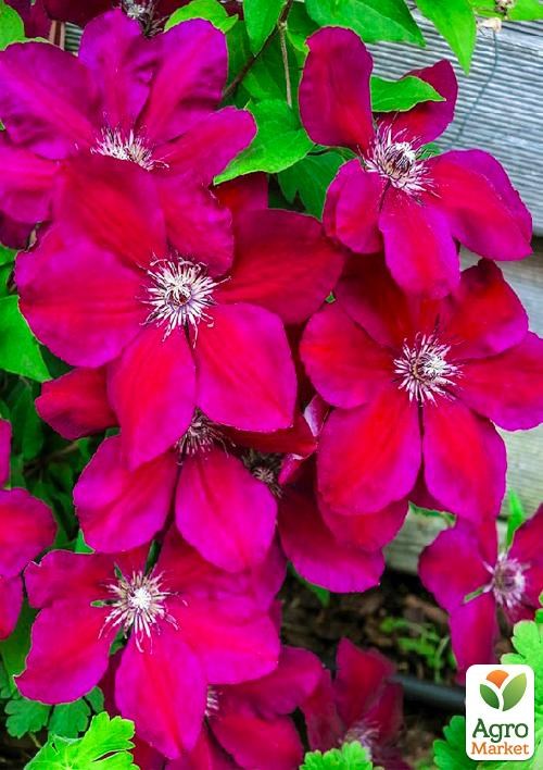 Клематис 3-х річний Вестерплатте (Westerplatte) С2 - фото 3