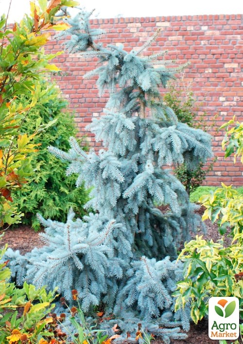 Ель колючая "Glauca Pendula" вазон P14