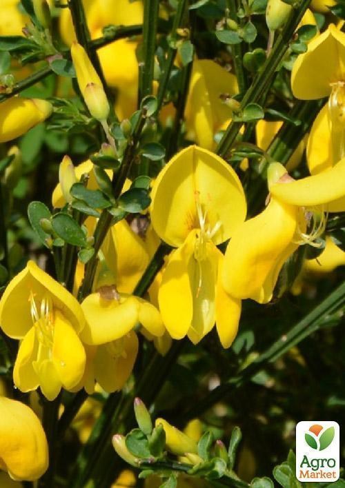 Ракитник Cytisus Scoparius "Vanessa" - фото 3