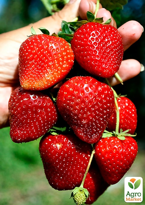 Клубника садовая ремонтантная "Cabrillo" укорененная в контейнере