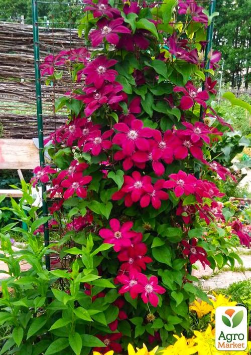 Клематис 3-х річний Вестерплатте (Westerplatte) С2 - фото 4