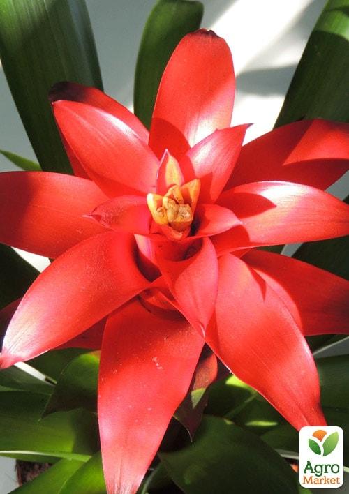 Гузмания красная (Guzmania sanguinea) "Calypso"