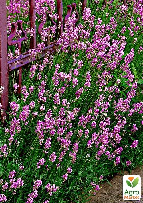 Лаванда узколистная "Elegance Pink"