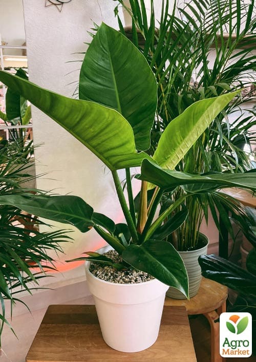 LMTD Филодендрон "Imperial Green" высота 30-40см - фото 5