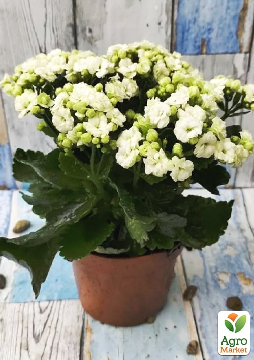 Каланхоэ Блоссфельда "White" (Kalanchoe Blossfeldiana) (Нидерланды) - фото 6