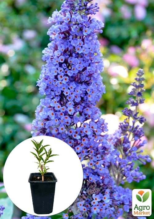 Буддлея Давида "Adonis Blue" С3, висота 20-40см