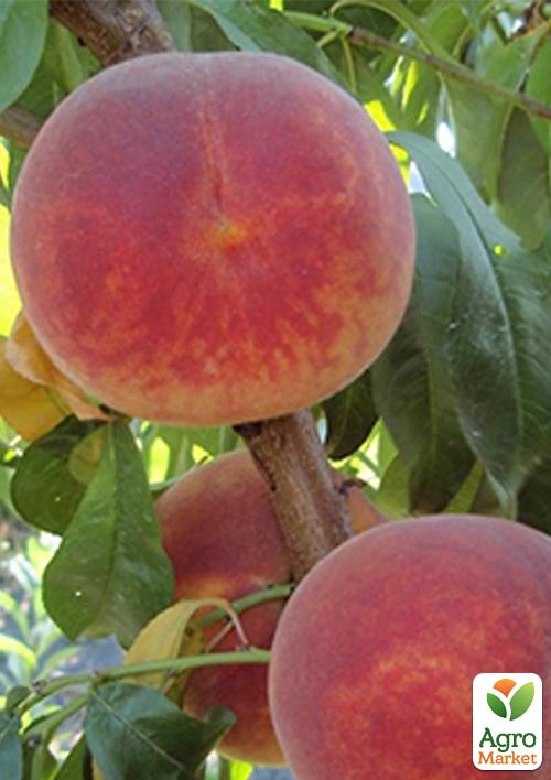 Персик "Алиросада" (летний сорт, среднепоздний срок созревания) - фото 4