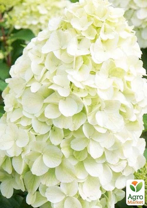Гортензія 3-х річна волотиста "Hercules" - фото 2