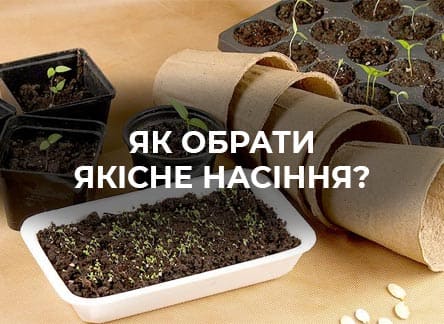 Як вибрати якісне насіння?