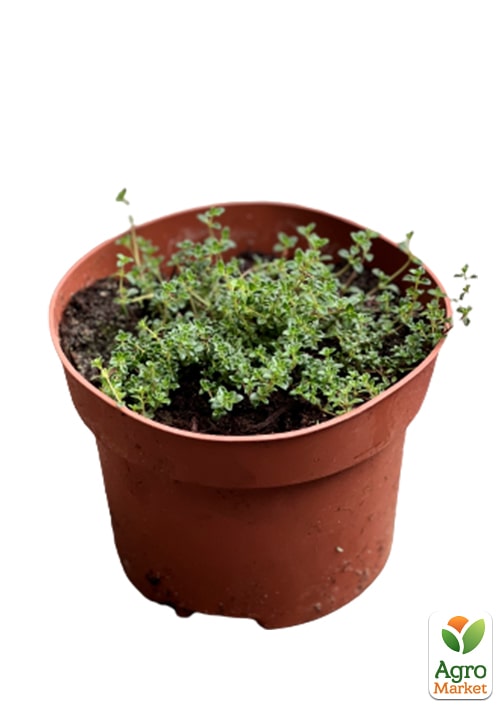 Чебрець "Creeping Red" - фото 5