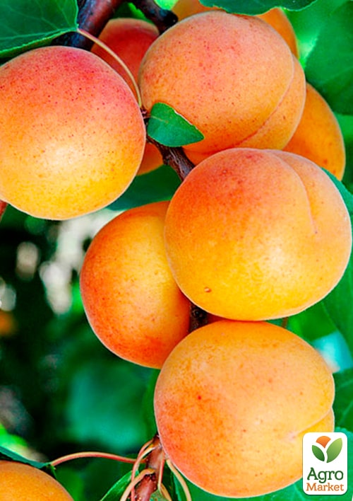 Абрикос "Фаркло" (поздний срок созрвания)