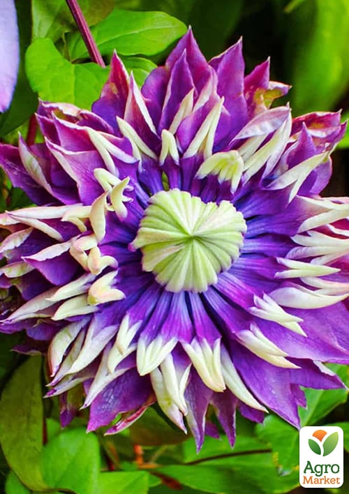 Клематис "Тайга" (повторноцветущий сорт) - фото 5