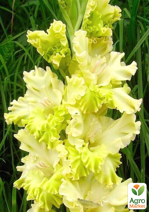 Гладиолус "Blitz" 