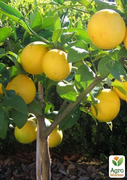 Лимон "Мейера"