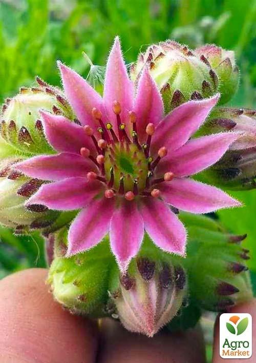 Молодило паутинистое "Bravo"