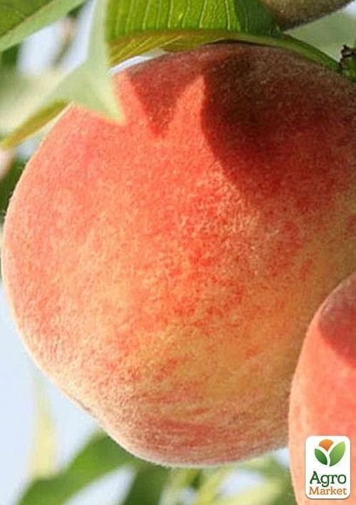 Персик "Вулкан" (літній сорт, середній термін дозрівання) - фото 2