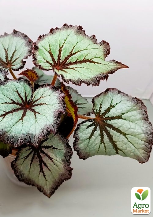 Бегония королевская REX "Snow Storm" 20-30см - фото 5