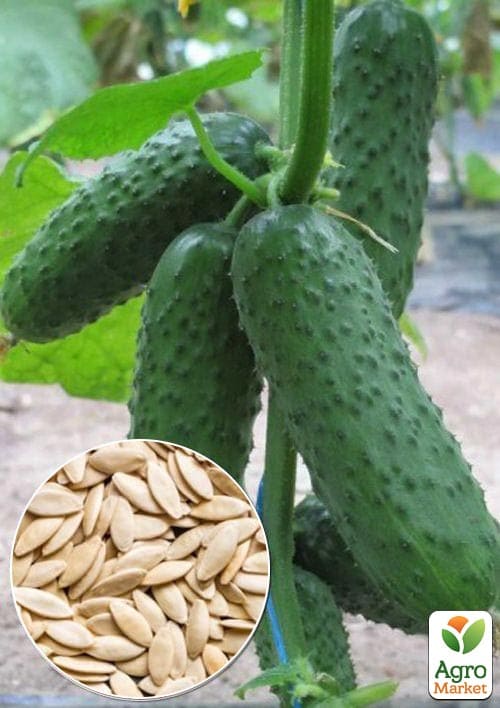 На развес Огурец "Самоопыляемый" ТМ "Весна" цена за 1г