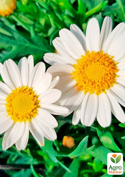 Аргірантемум La Rita "White" (контейнер №10, висота 15 см) - фото 2