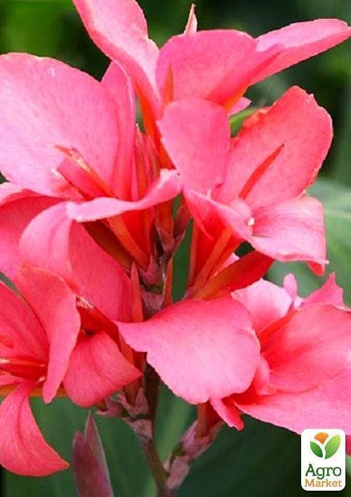 Канна "Pink President" 1шт в упаковке - фото 2