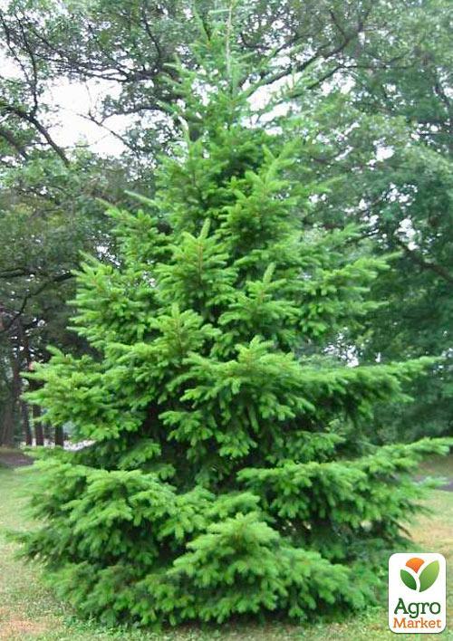Псевдотсуга "Мензиса" (Menziesii) горшок P9 - фото 3