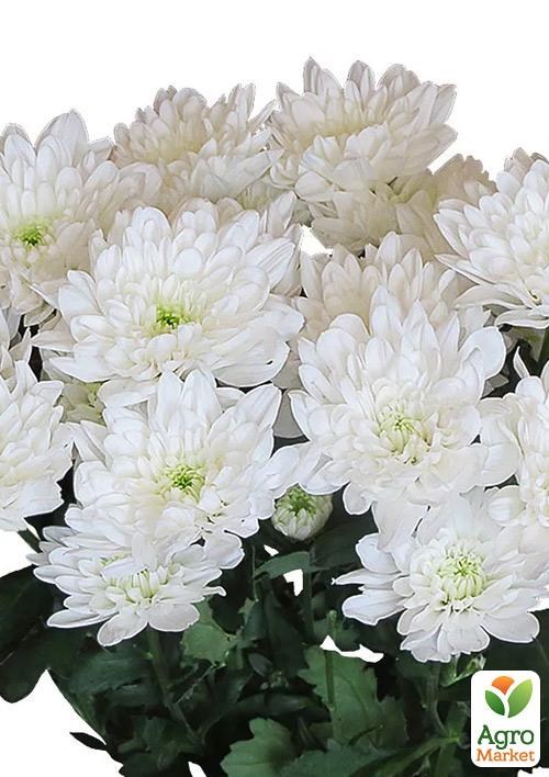 Хризантема букетная срезочная "Nova Zembla White" 